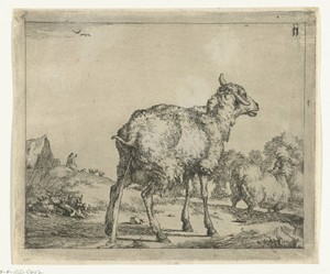 Pissend schaap