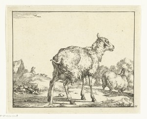 Pissend schaap