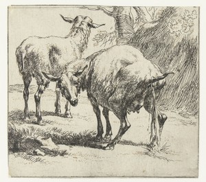Pissende ooi en een schaap