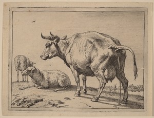 Pissing Cow