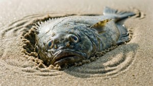 Plaice Buried in Sand