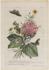 Plantae et papiliones rariores:  No. 9