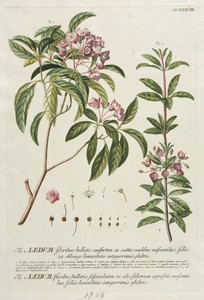 Plantae Selectae:  No. 38