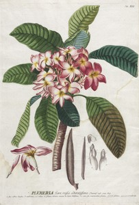 Plantae Selectae:  No. 41