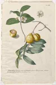 Plantae Selectae:  No. 43 - Guaiaba