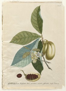 Plantae Selectae:  No. 5 - Anona