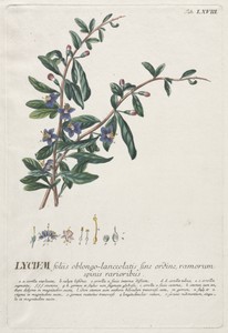 Plantae Selectae:  No. 68 - Lycium