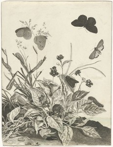 Planten met vlinders en rupsen
