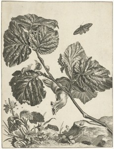 Planten, rupsen en insecten