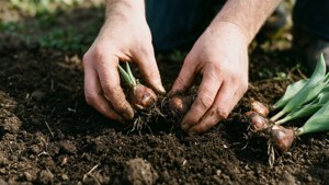 Planting Tulip Bulbs