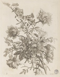 Plate from "Le Livre de toutes sortes de fleurs d'après nature"