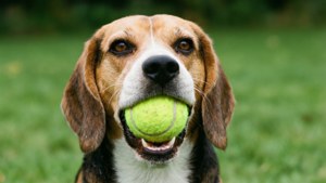 Playful Beagle Fetch