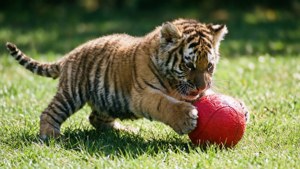 Playful Cub