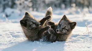 Playful Cubs