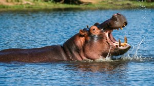 Playful Hippo Splashing