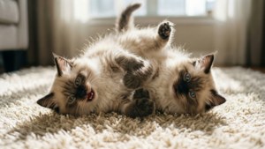 Playful Kitten Duo