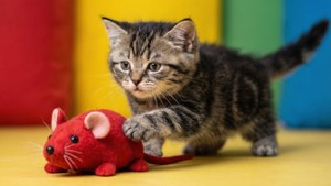 Playful Kitten Pounce
