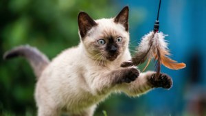 Playful Korat Kitten