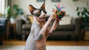 Playful Leap