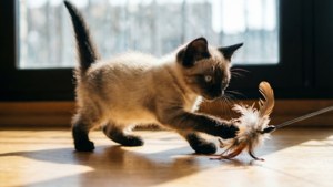Playful Leap