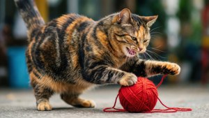 Playful Moments