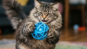 Playful Nebelung