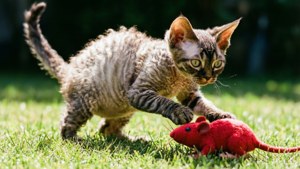 Playful Pounce