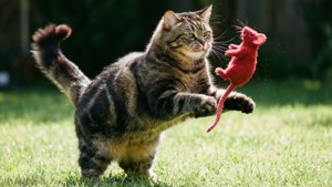 Playful Pounce