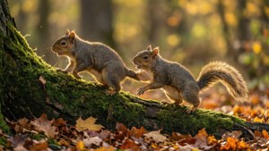 Playful Squirrel Duo
