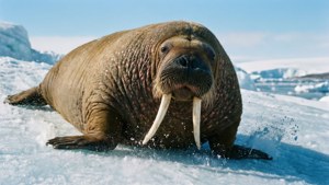 Playful Walrus Sliding