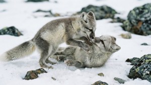 Playing Cubs