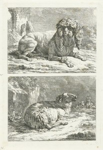 Poedel en schaap