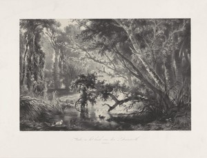 Poel in het bos