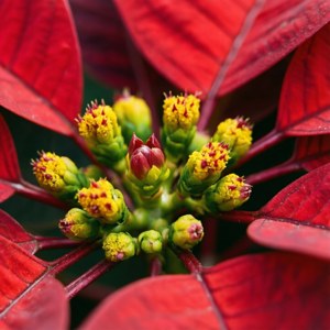 Poinsettia Center Macro