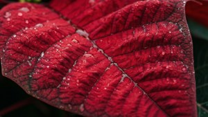 Poinsettia Leaf Veins