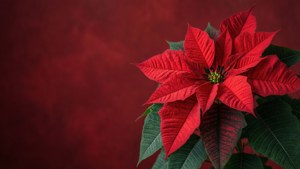 Poinsettia on Crimson