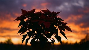 Poinsettia Sunset Silhouette