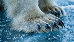 Polar Bear Claw on Ice