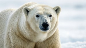 Polar Bear Fur White