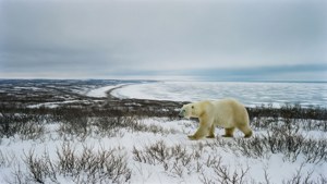 Polar Bear of Churchill