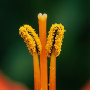 Pollen Power