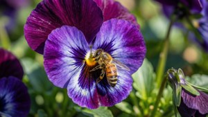 Pollinating Bee Visit