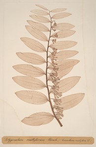 Polygonatum multiflorum Monch
