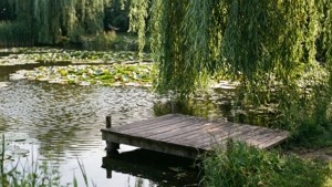 Pond and Willow
