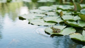 Pond Lily Frog