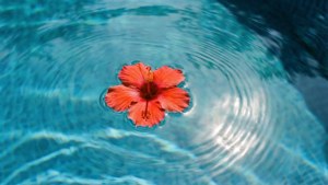 Pool Hibiscus Float