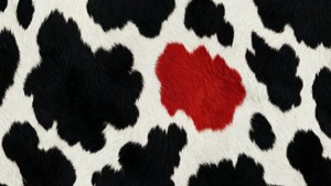 Pop of Red Cow