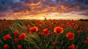 Poppies at Sunset