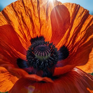 Poppy Crinkles