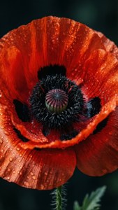 Poppy Dew Macro